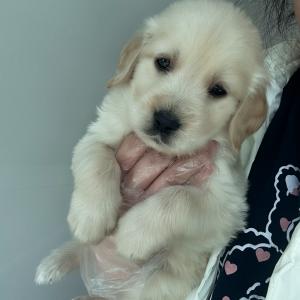 귀여운 골든리트리버 왕자님 분양합니당