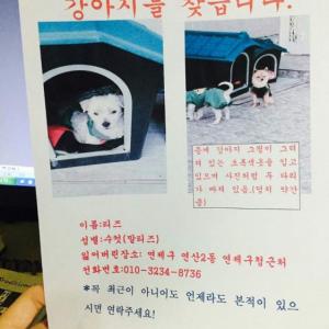 수컷 말티즈를 찾습니다