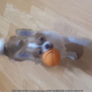 강아지찾습니다