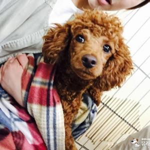 갈색토이푸들/부평/남아 중성화