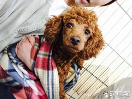 갈색토이푸들/부평/남아 중성화