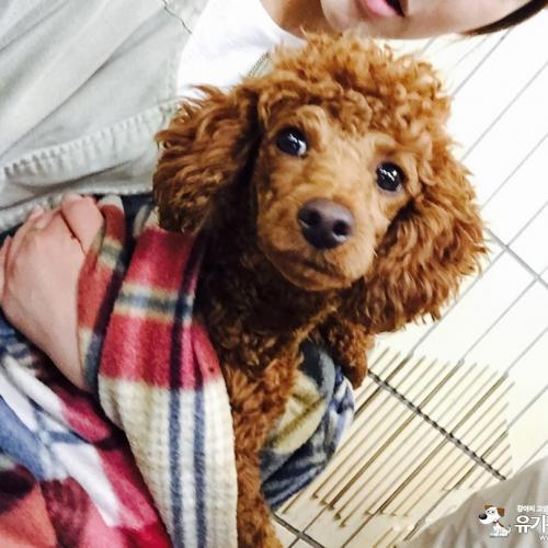 갈색토이푸들/부평/남아 중성화