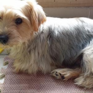 강서구 화곡동에서 요크셔테리어 암컷 홀리를 찾습니다.