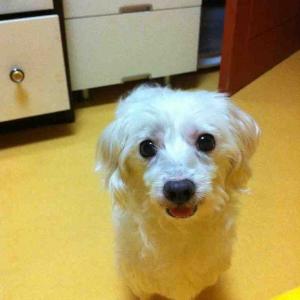 흰색 말티즈 남아/광명사거리