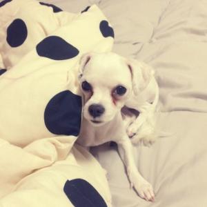 인천 부개동 말티즈여아찾아요 ㅠㅠ