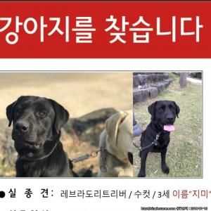 실종된 지미를찾습니다 ㅠㅠㅠㅠㅠ