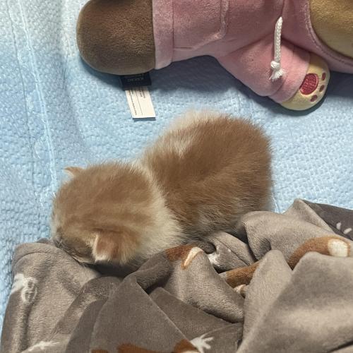 생후 일주일 아기고양이 분양합니다.