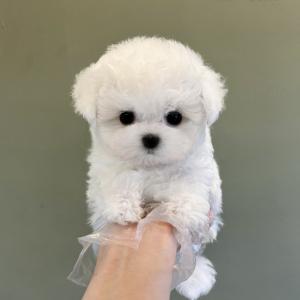 비숑프리제분양 모량 빵빵 미니비숑분양