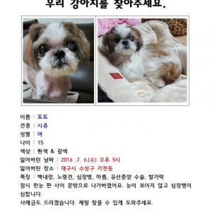 대구 수성구 가천동(고모로18길) 시츄 여아를 찾습니다