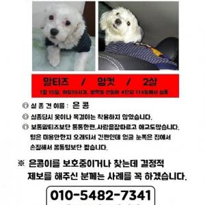 흰색 마르티즈 여아 입니다.