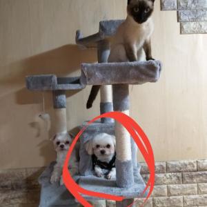 부산시영도구말티즈를 찾습니다