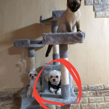 부산시영도구말티즈를 찾습니다