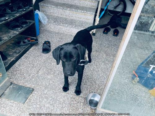 블랙 래브라도 리트리버(암컷6개월미만)