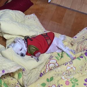 말티즈 17살 용문동에서 없어졌어요