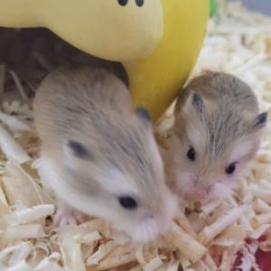 아기사슴햄스터 4마리 분양합니다~
