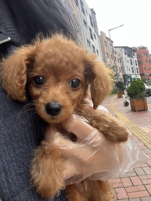 3개월 푸들 사랑으로 키워주실분 있으실까요ㅠ