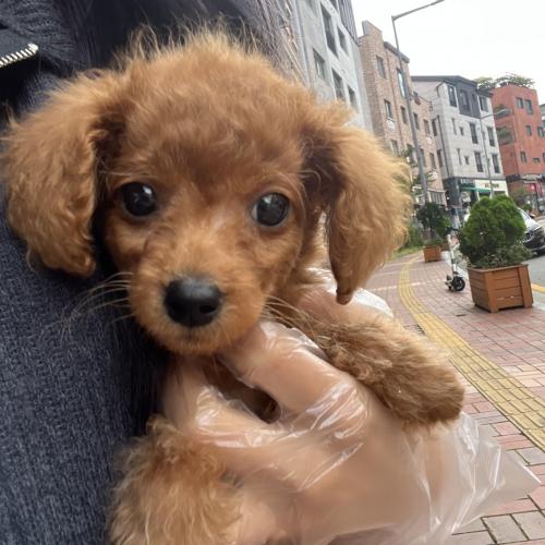 3개월 푸들 사랑으로 키워주실분 있으실까요ㅠ