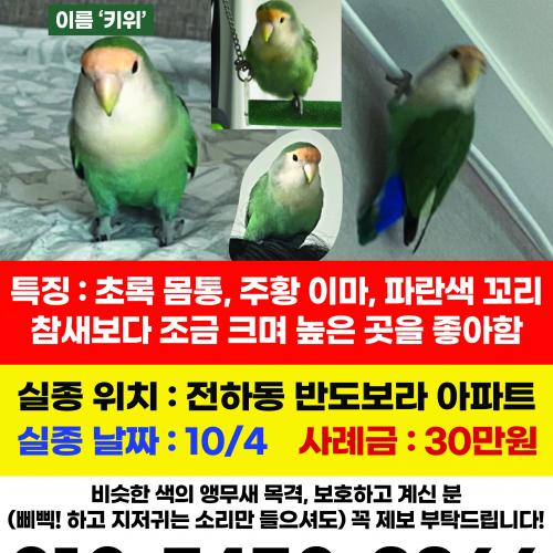 경남 김해에서 녹색 모란 앵무새를 찾습니다
