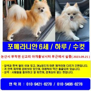 포메라니안 강아지를 찾습니다