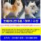 포메라니안 강아지를 찾습니다