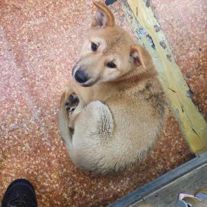 강아지 잃으신분 주인 찾아요 (정읍 구시장)