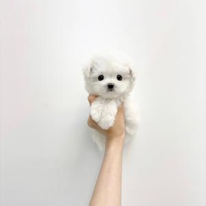 비숑 암/수 분양 합니다.