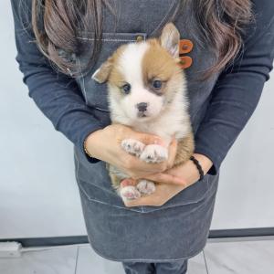 강아지분양 김포강아지분양 웰시코기분양 짧은다리 폴짝! 사랑스럽고 애교많은 웰시코기 아가몽 분양보내용