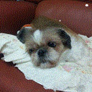 짱구(시츄) 를 찾습니다 (갈마2동 한라참치부근)