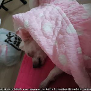 울산 병영성인근에서 잃어버렸어요 한번만 봐주세요