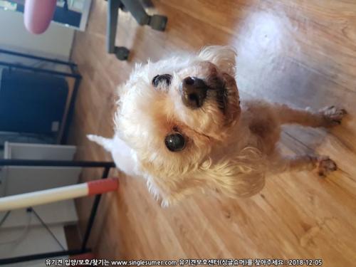 당산동 흰털 푸들 보호중입니다.