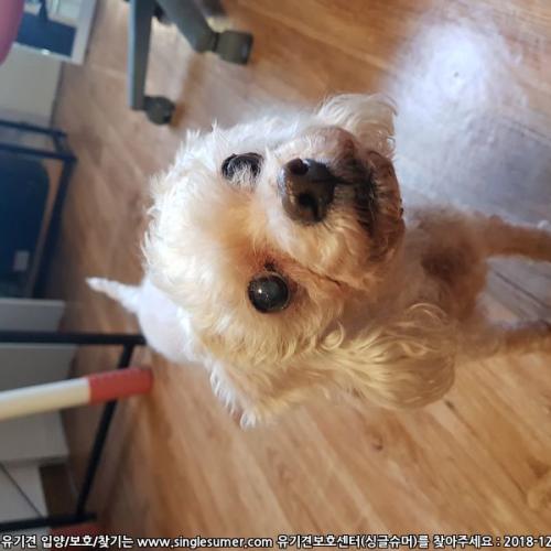 당산동 흰털 푸들 보호중입니다.