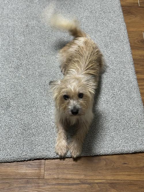 테리어 무료분양합니다!