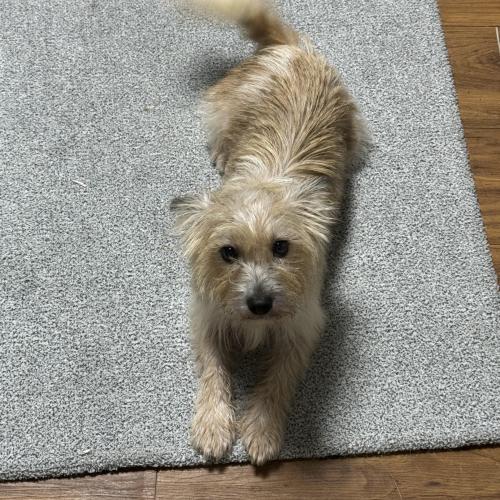 테리어 무료분양합니다!