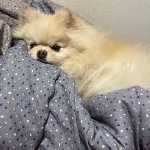 강아지를 찾습니다 (창원 대산면)