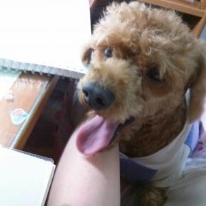 유기견.강아지 찾아요 갈색푸들!!!!!!!!!!!!!!!!