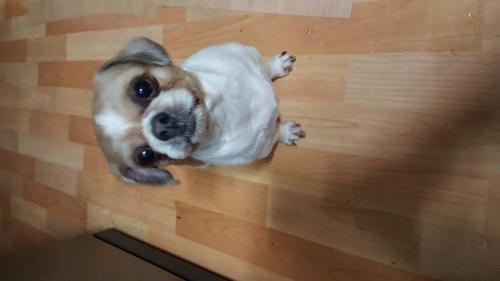 시츄 남아 보호중입니다.