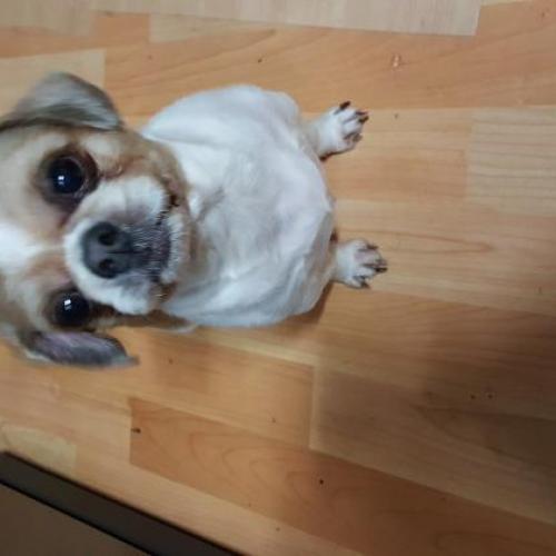 시츄 남아 보호중입니다.