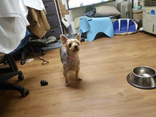 화곡, 까치산 5월26일 까치산 시장에서 발견한 강아지 보호중입니다.