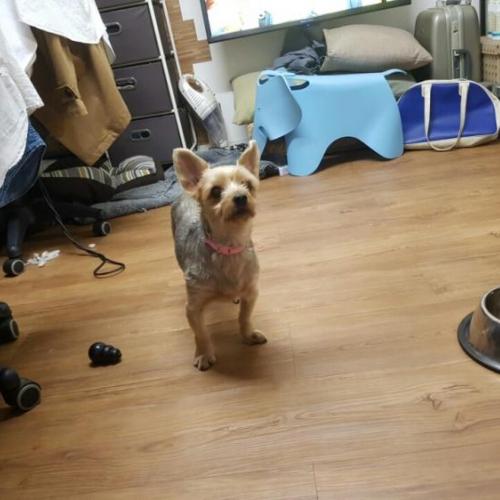 화곡, 까치산 5월26일 까치산 시장에서 발견한 강아지 보호중입니다.