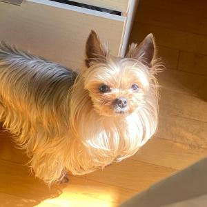 요크셔테리어 강아지 찾습니다.