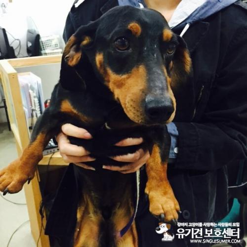 서울중구 신당동 닥스훈트 남아 보호중입니다.