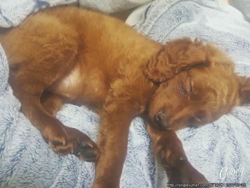 푸들이랑닥스훈트랑푸들섞인아가분양해요