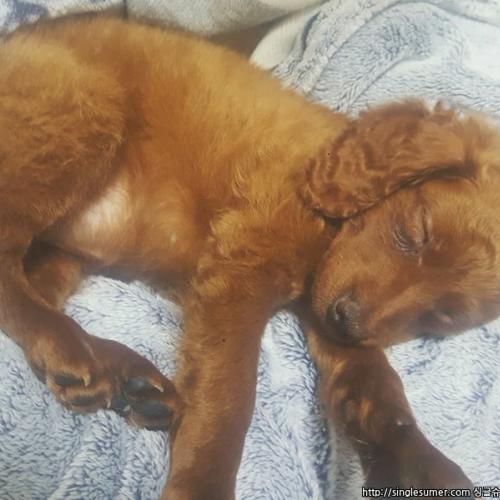 푸들이랑닥스훈트랑푸들섞인아가분양해요