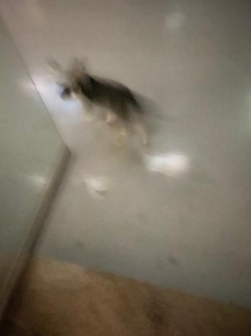 광주 쌍촌동 슈나우저 유기견 발견