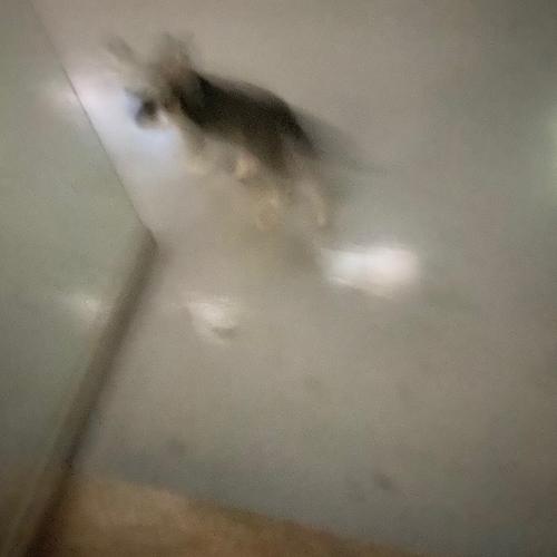 광주 쌍촌동 슈나우저 유기견 발견