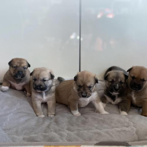 진도믹스 꼬물이들 분양합니다