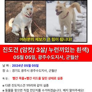 빨간목줄+빨간리드줄 달린 진도견 찾아요!!