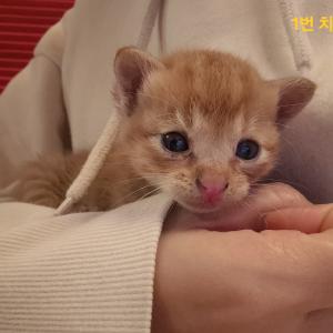 귀여운 우리 냥냥이들 🐱