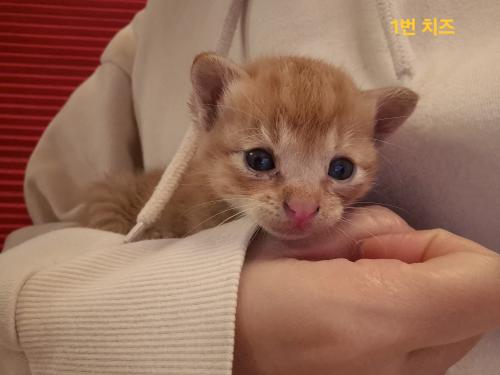 귀여운 우리 냥냥이들 🐱