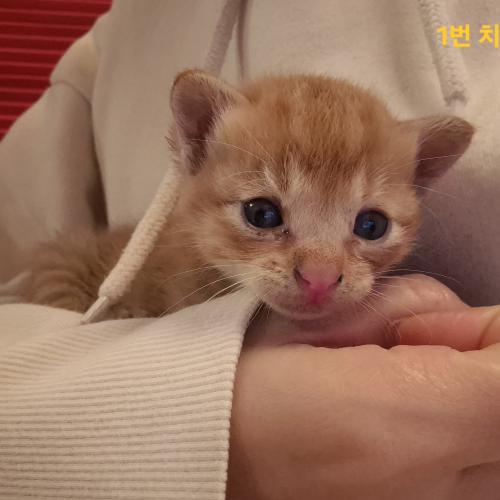 귀여운 우리 냥냥이들 🐱